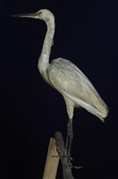 藏品(小白鷺)的圖片